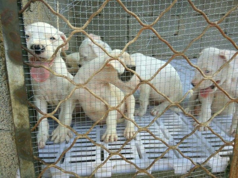 纯种杜高犬活体幼犬幼崽好养可训练化家养巨型伴侣狗