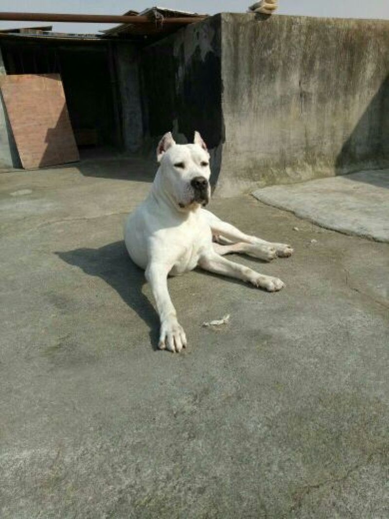 纯种杜高犬活体幼犬幼崽好养可训练化家养巨型伴侣狗