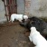 纯种杜高犬活体幼犬幼崽好养可训练化家养巨型伴侣狗