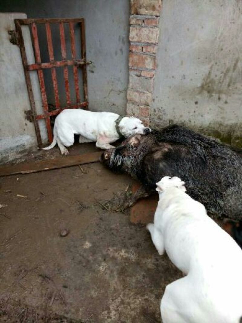 纯种杜高犬活体幼犬幼崽好养可训练化家养巨型伴侣狗
