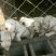 纯种杜高犬活体幼犬幼崽好养可训练化家养巨型伴侣狗
