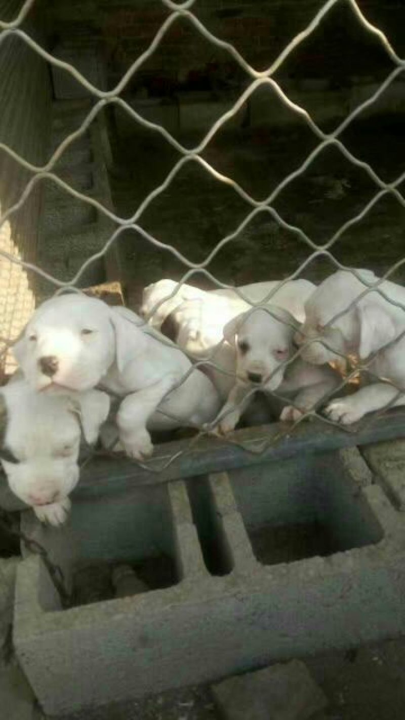 纯种杜高犬活体幼犬幼崽好养可训练化家养巨型伴侣狗