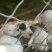 纯种杜高犬活体幼犬幼崽好养可训练化家养巨型伴侣狗