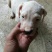 纯种杜高犬活体幼犬幼崽好养可训练化家养巨型伴侣狗