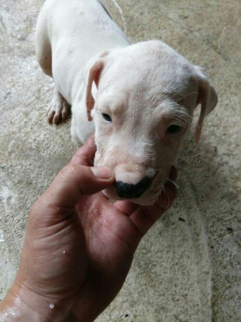 纯种杜高犬活体幼犬幼崽好养可训练化家养巨型伴侣狗