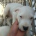 纯种杜高犬活体幼犬幼崽好养可训练化家养巨型伴侣狗