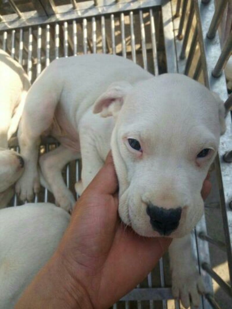 纯种杜高犬活体幼犬幼崽好养可训练化家养巨型伴侣狗