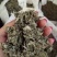 艾叶全叶统大叶够含量干货2斤起包邮量大从优