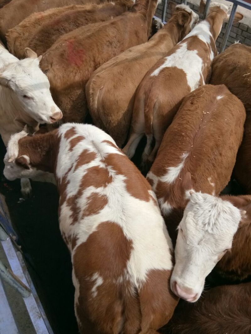 西门塔尔肉牛纯草原牛，草原红牛，体型宽大，发育好