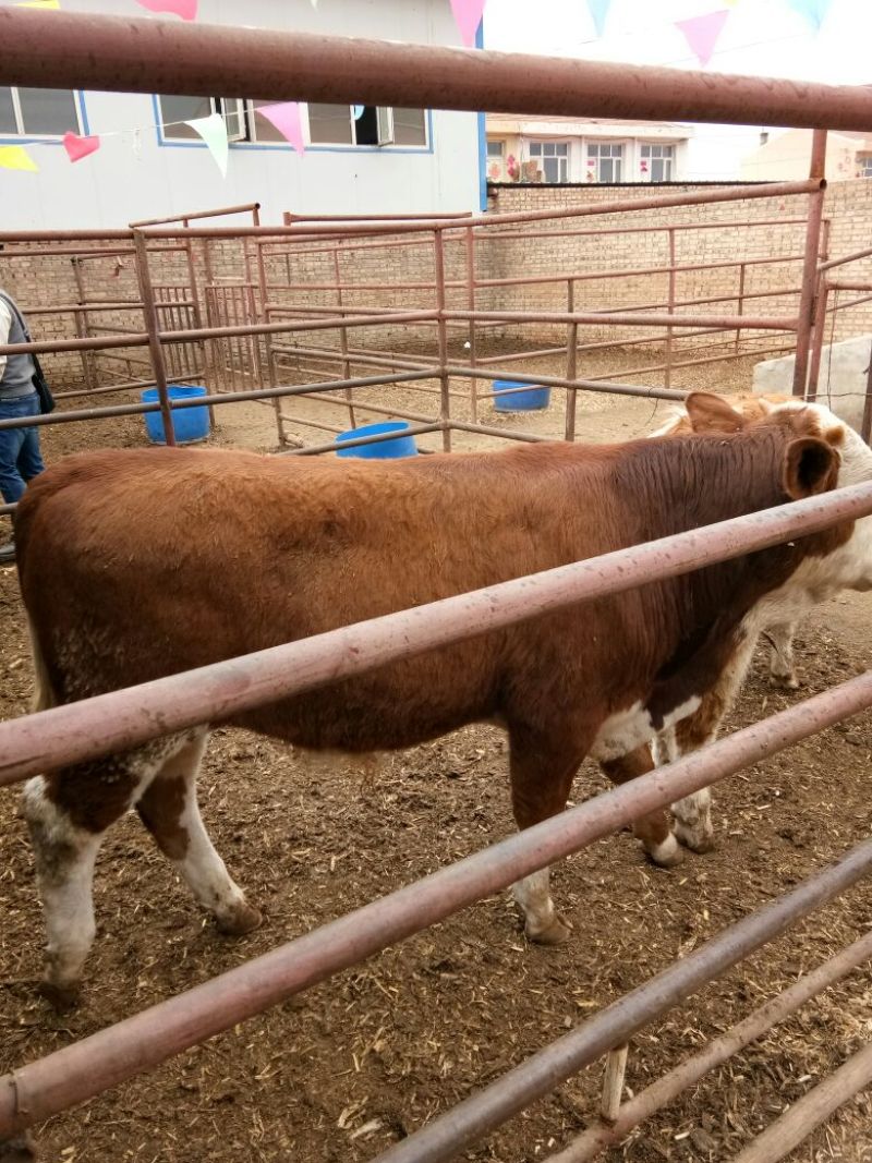 西门塔尔肉牛纯草原牛，草原红牛，体型宽大，发育好
