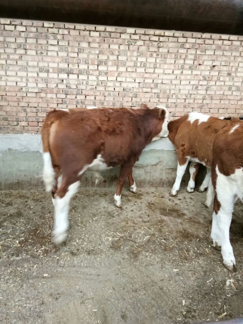 西门塔尔肉牛纯草原牛，草原红牛，体型宽大，发育好