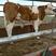 西门塔尔肉牛纯草原牛，草原红牛，体型宽大，发育好