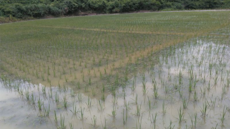 鲤鱼食用0.5公斤以下