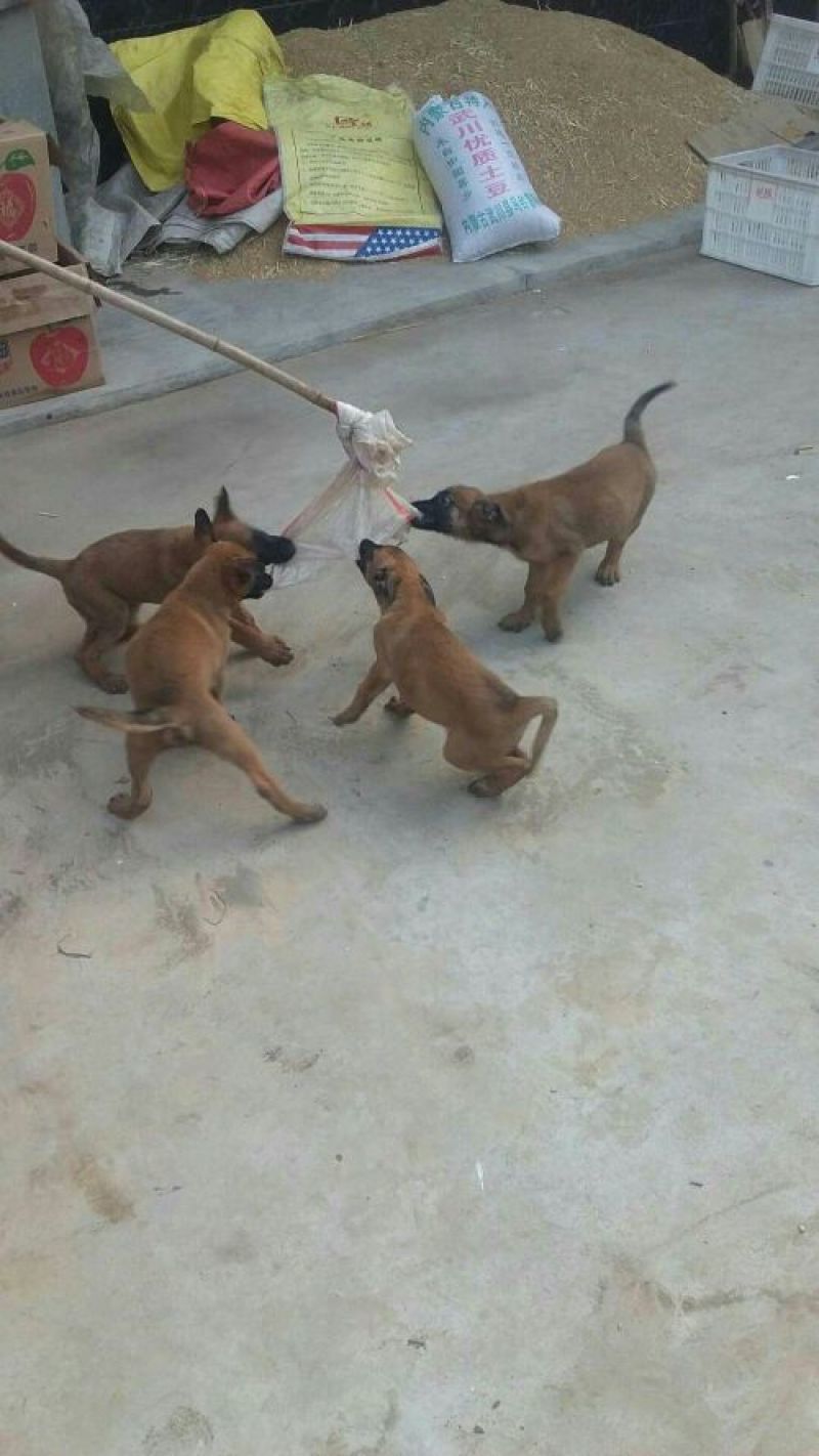 马犬公纯种爆红马犬颜色好体行好好训练