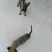 马犬公纯种爆红马犬颜色好体行好好训练