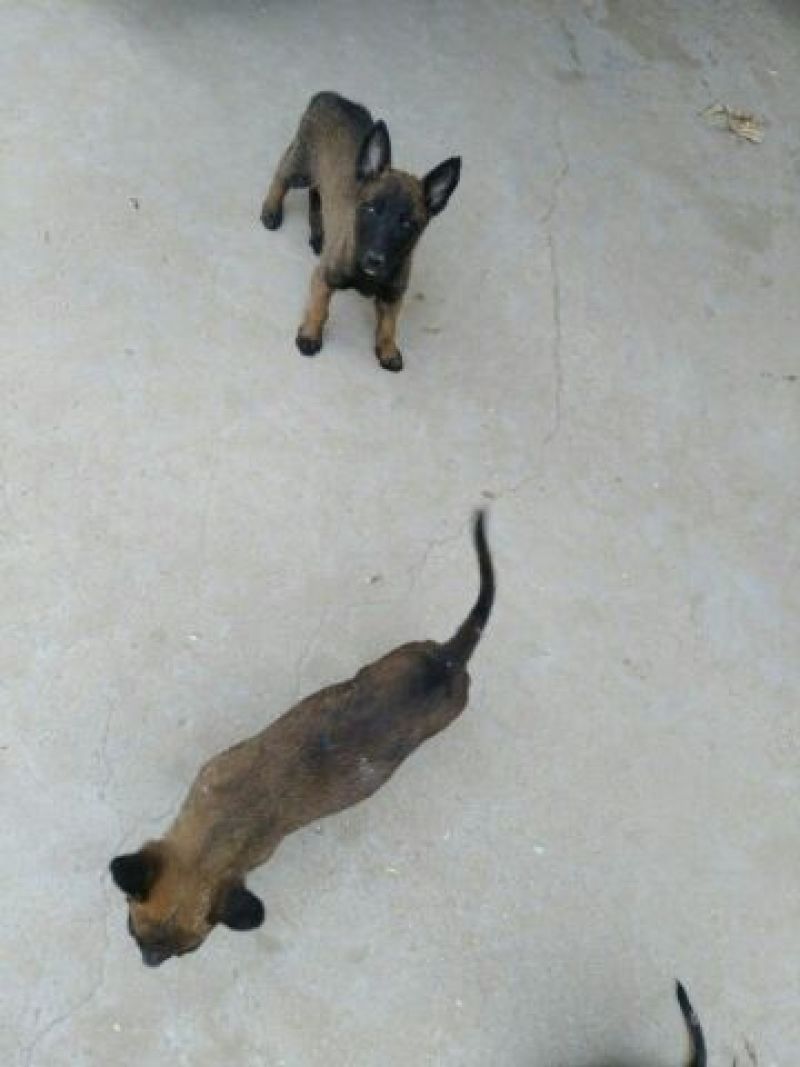 马犬公纯种爆红马犬颜色好体行好好训练