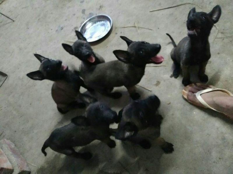 马犬公纯种爆红马犬颜色好体行好好训练