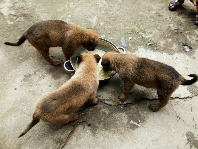 马犬公纯种爆红马犬颜色好体行好好训练