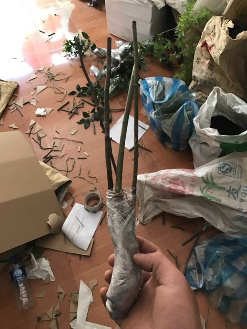 多花蔷薇