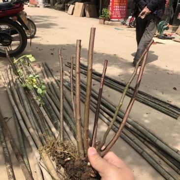 多花蔷薇