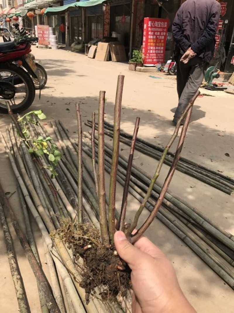 多花蔷薇