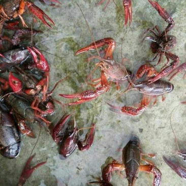 龙虾苗虾苗人工养殖