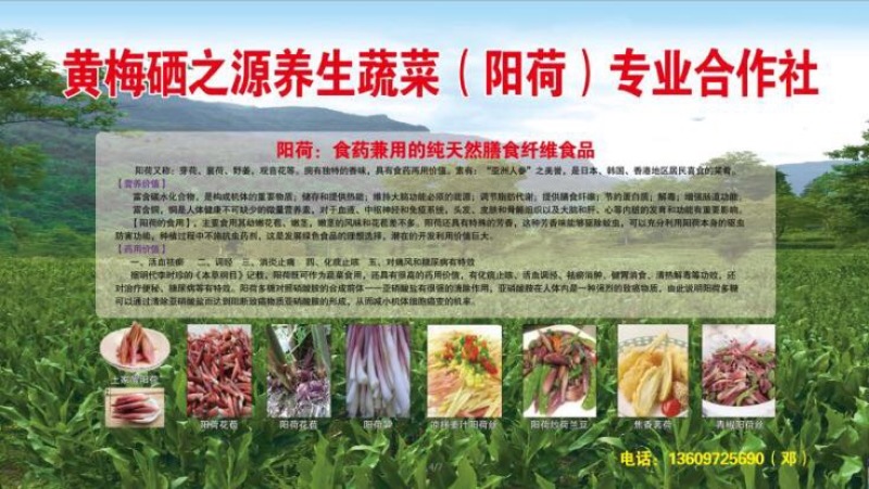 洋荷