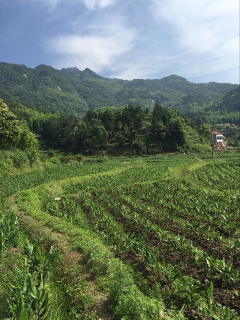 洋荷