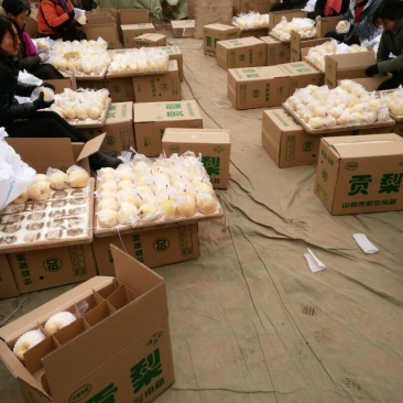 贡梨300~350g膜袋