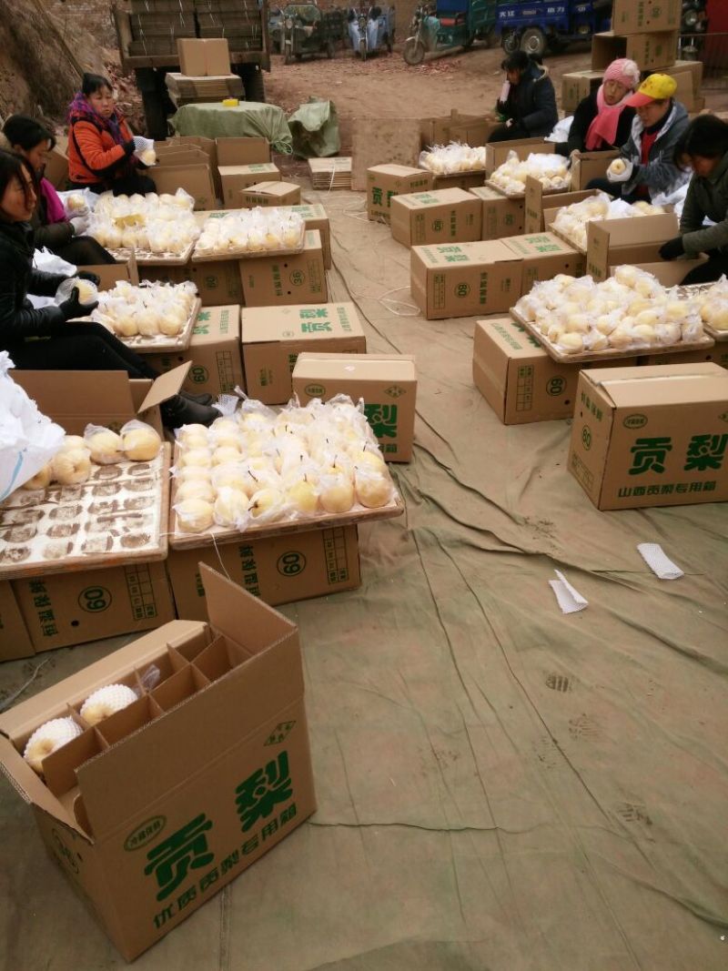 贡梨300~350g膜袋
