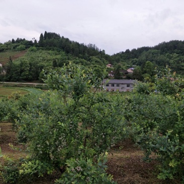 蓝丰蓝莓鲜果12~14mm以上