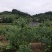 蓝丰蓝莓鲜果12~14mm以上