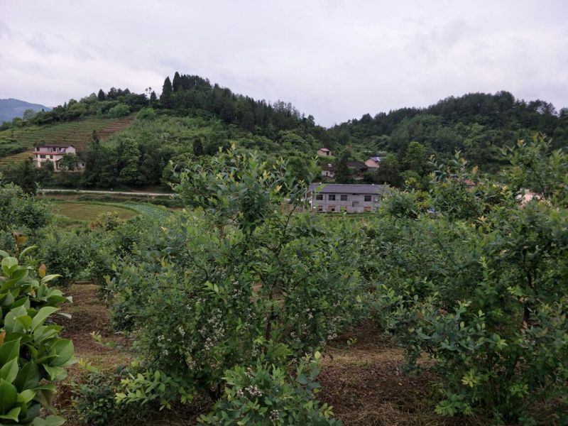 蓝丰蓝莓鲜果12~14mm以上