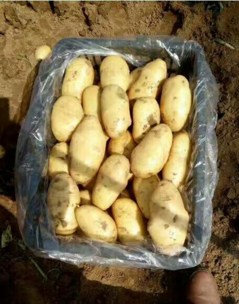 荷兰十五土豆2~4两通货