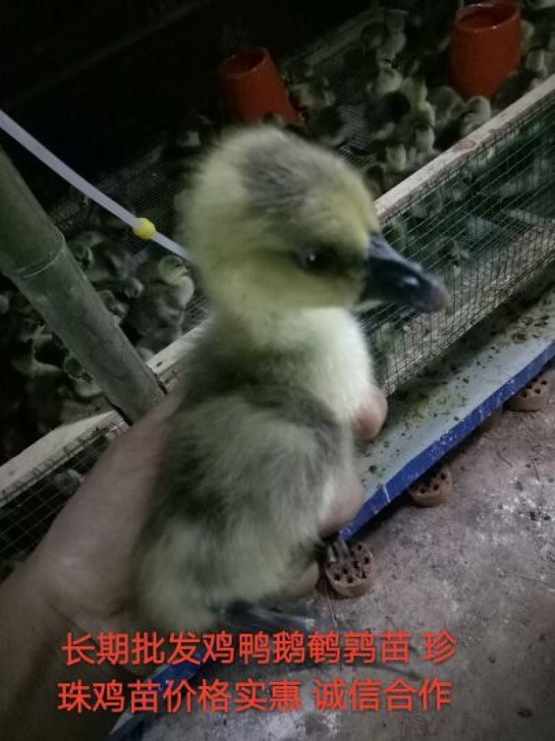 灰鹅苗250g以下