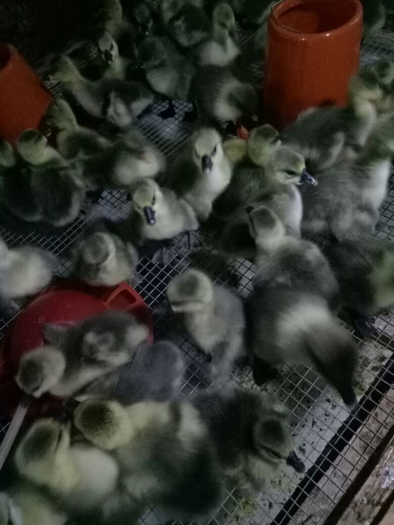 灰鹅苗250g以下