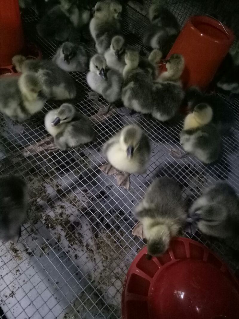 灰鹅苗250g以下