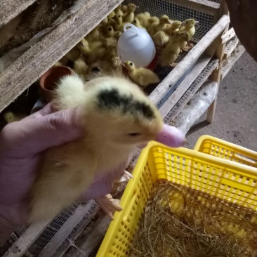 灰鹅苗250g以下