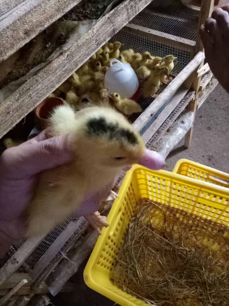 灰鹅苗250g以下