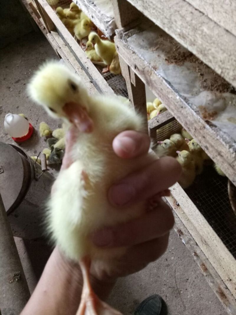灰鹅苗250g以下