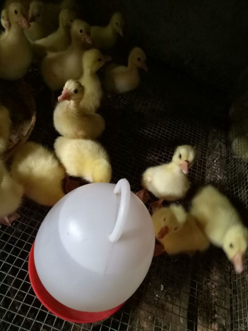 灰鹅苗250g以下