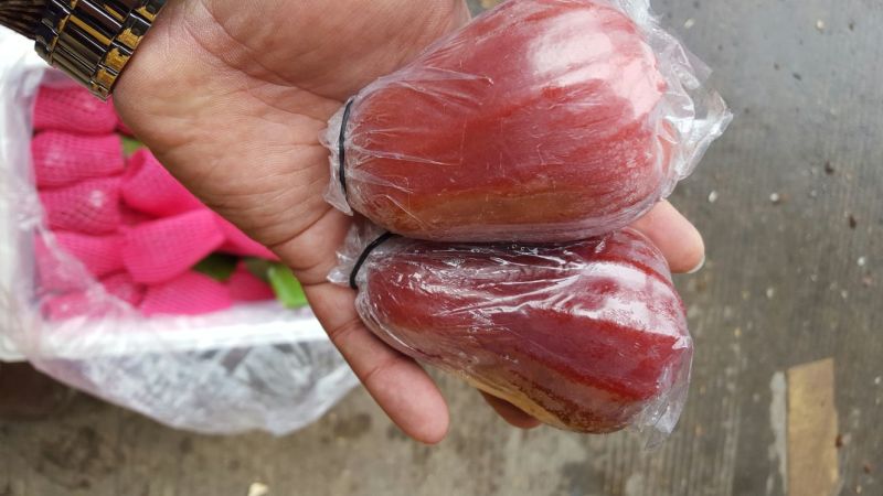 黑金刚莲雾9~11厘米