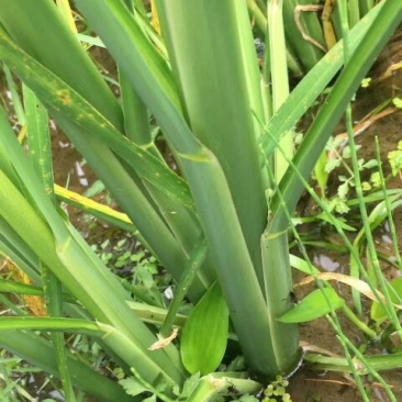 茭白种苗