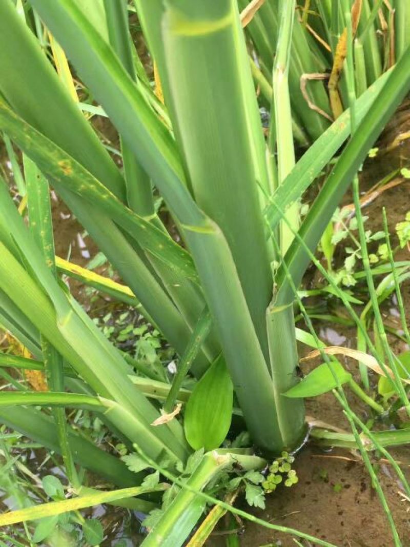 茭白种苗