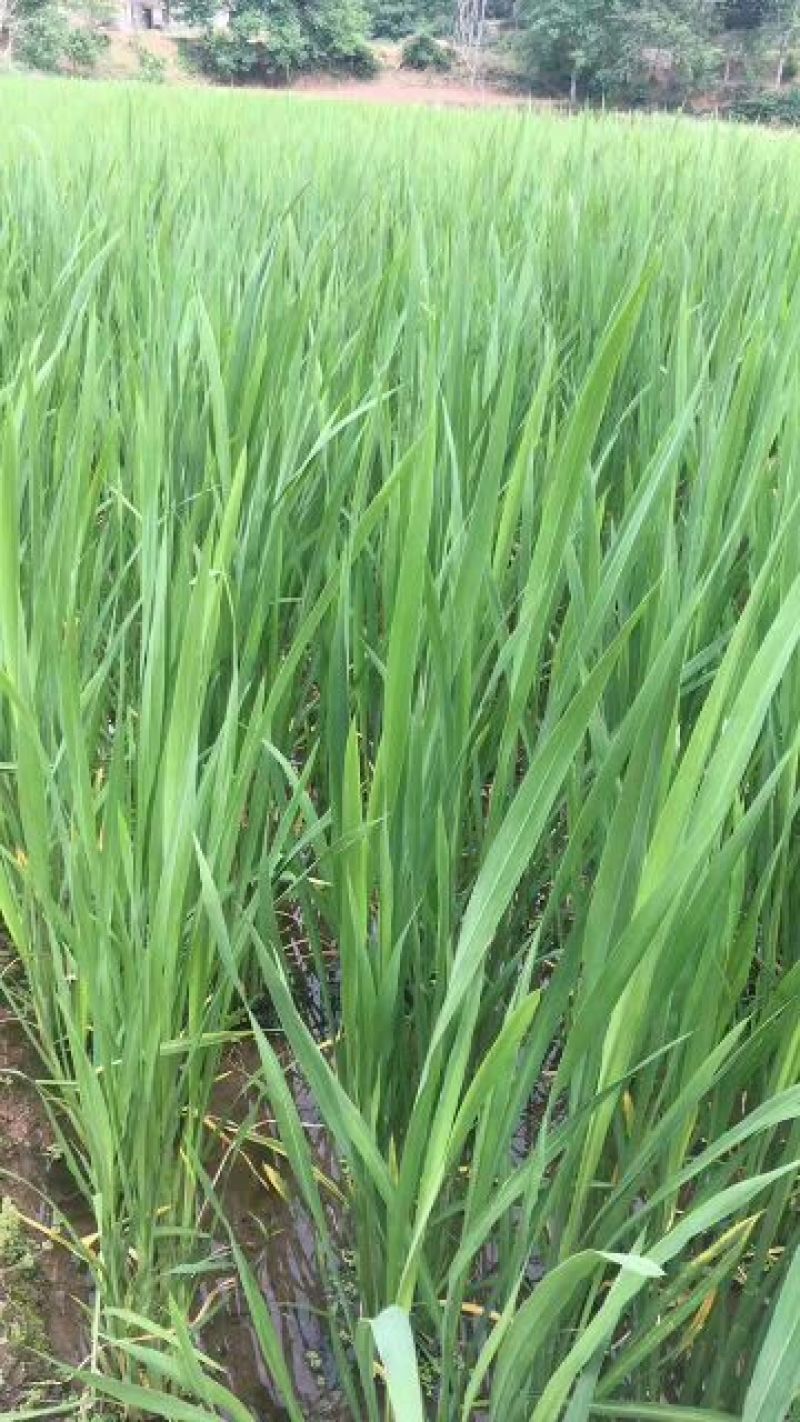 茭白种苗
