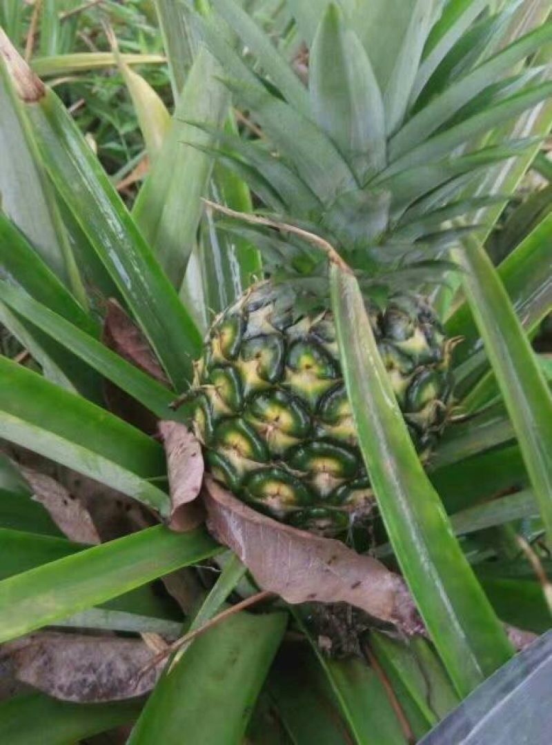 菠萝1~1.5斤