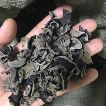 黑木耳