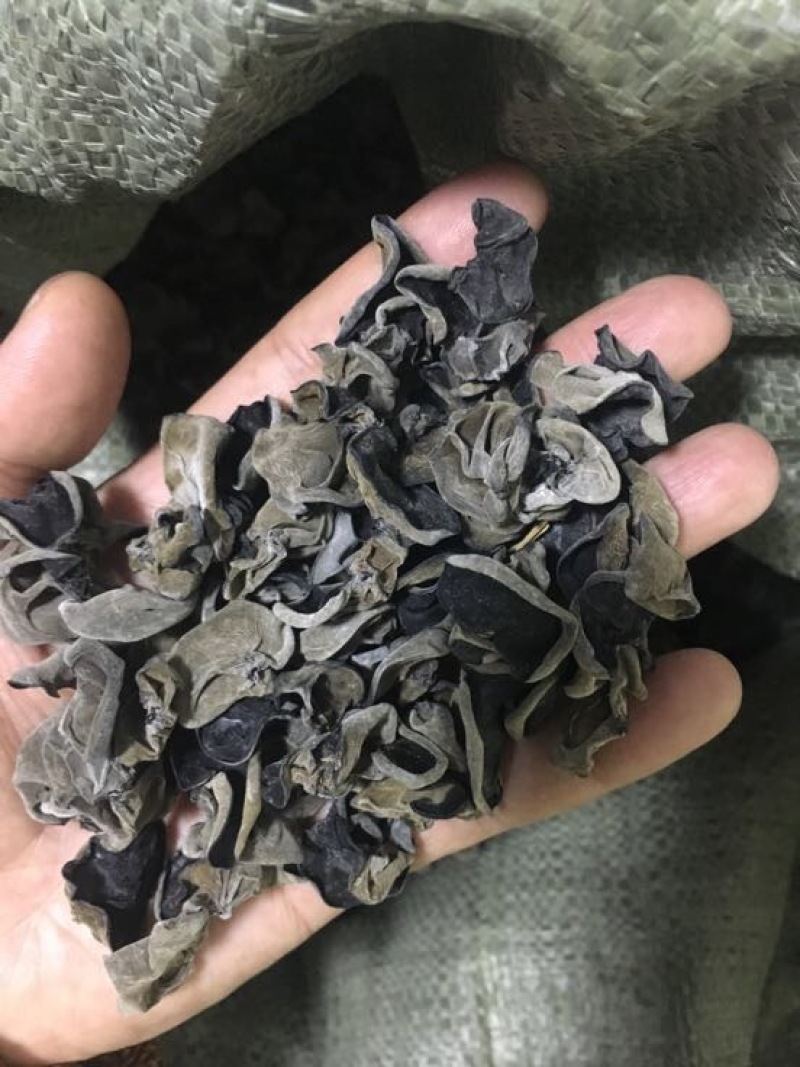 黑木耳