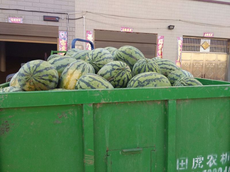 大吨位供应绿宝西瓜个大味甜