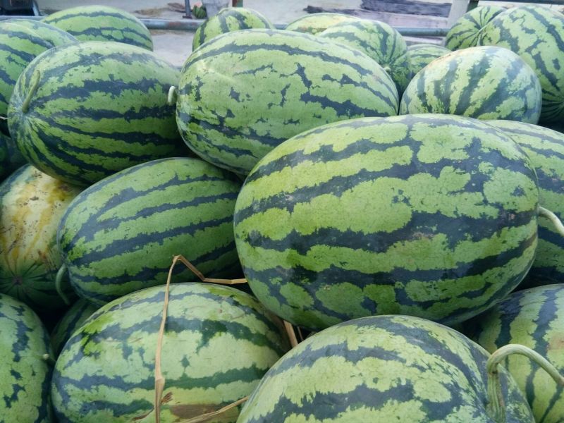 大吨位供应绿宝西瓜个大味甜